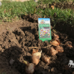 Krokusse im Küchengarten der Heldenburg, Ansicht 1