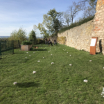Krokusse im Küchengarten der Heldenburg, Ansicht 3