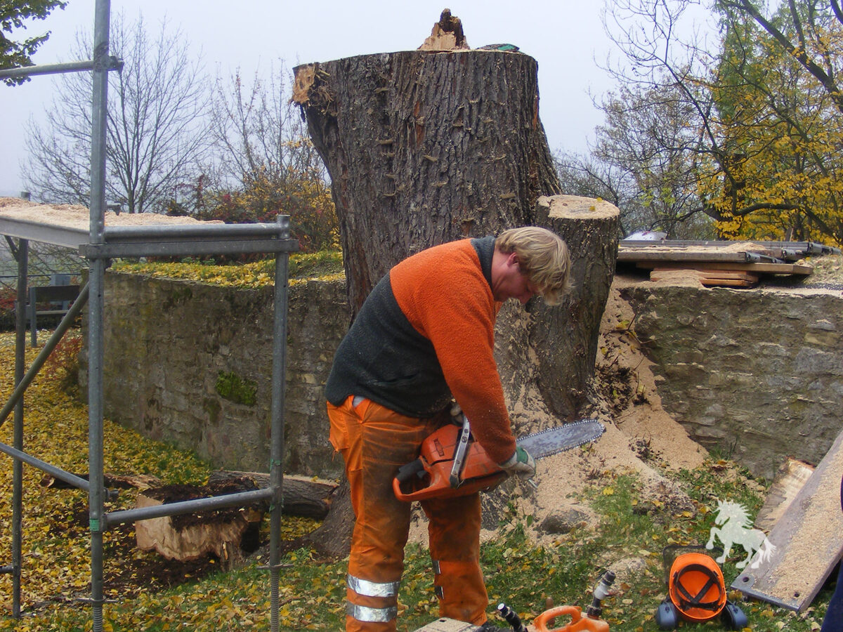 02 Linde Im Burghof